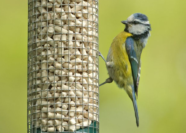 Mesange bleue RSPB images 600pixels.jpg