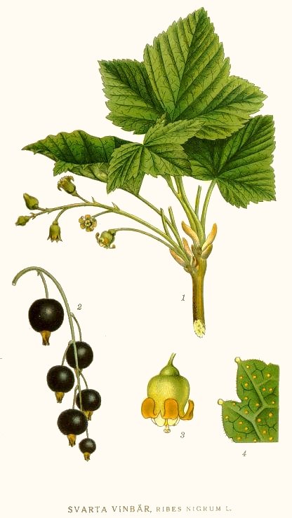 Image:Ribes_nigrum.jpg