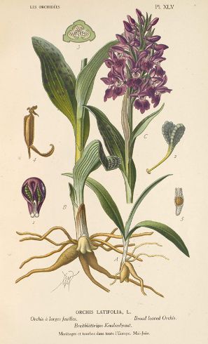 Image:Dactylorhiza_majalis.jpg