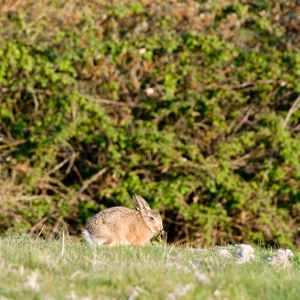 Image:Lapin_de_garenne_JJ_Carlier_1850_BR.jpg