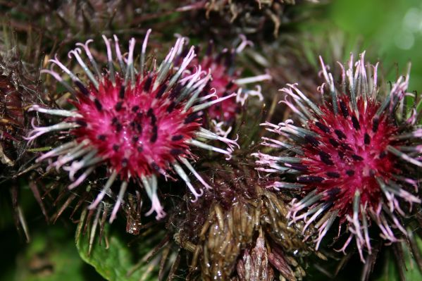 Image:Bardane_sp_Arctium_sp_Kackar_Nicolas_Macaire3102_BR.jpg