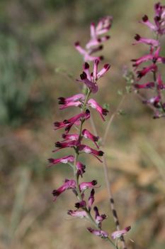 Fumeterre officinale Fumaria officinalis Nicolas MacaireBR.jpg