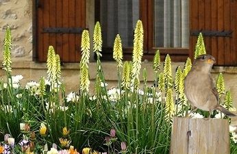 Kniphophia.jpg