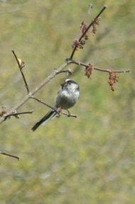 Mésange-lq.JPG