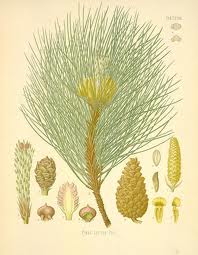 Pinus nigra.jpg