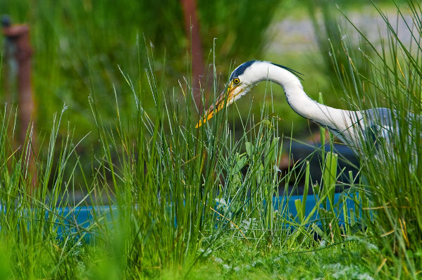 Image:Heron_cendre_Ardea_cinerea_JJ_Carlier_0399_BR.jpg