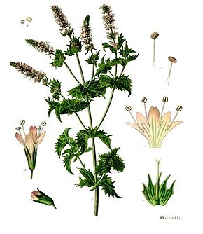 Image:Mentha_spicata.jpg