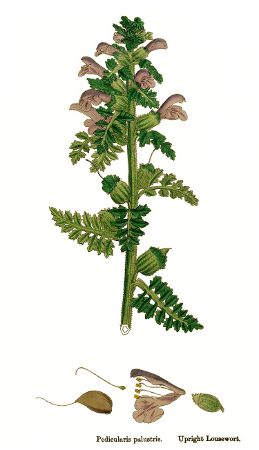 Pedicularis palustris.jpg