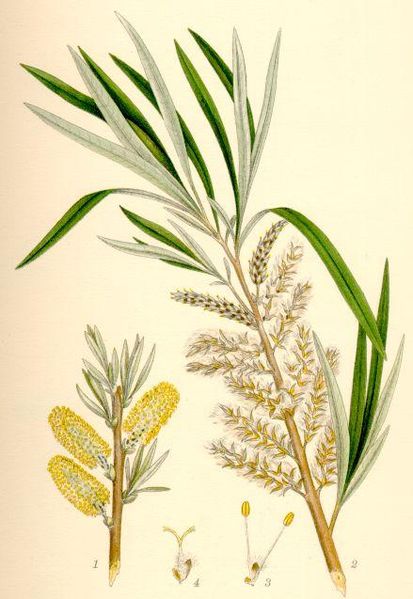 Image:Salix_viminalis.jpg