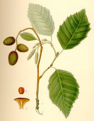 Image:Alnus_incana.jpg