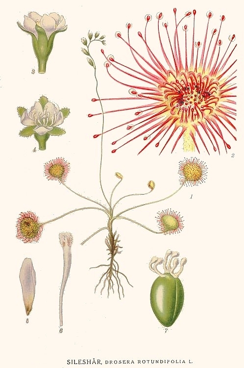 Drosera rotundifolia.jpg