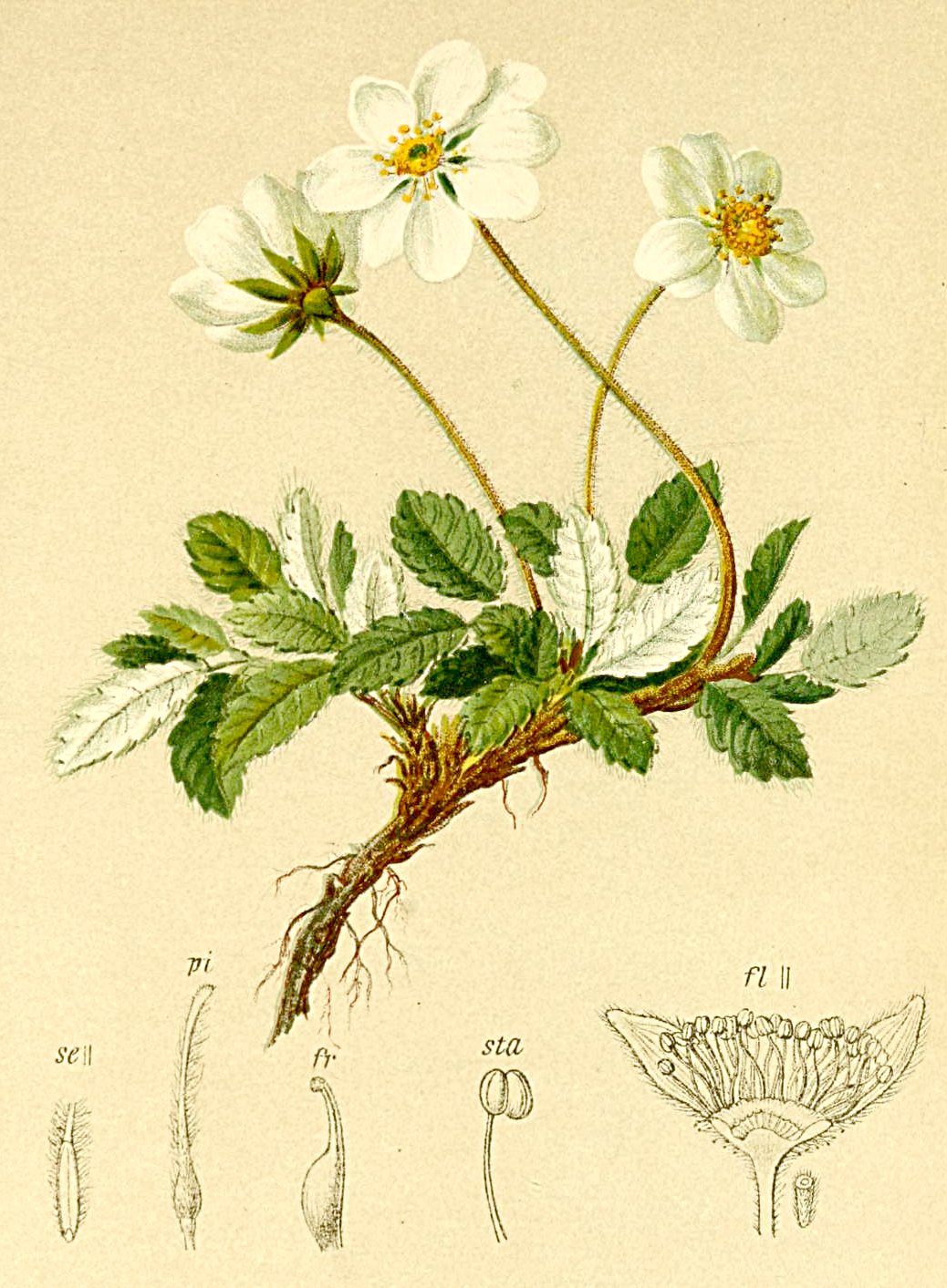 Dryas octopetala.jpg