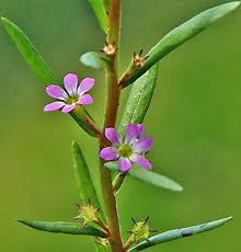 Image:Lythrum_hyssopifolia.jpg