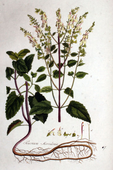 Teucrium scorodonia.jpg