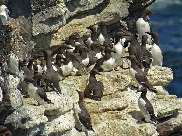 Image:GUILLEMOT_TROIL3545_BR.jpg