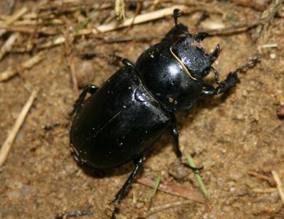 Image:Lucanus_cervus_femelle_3_Nicolas_MacaireBR.JPG