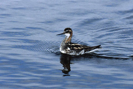 Image:Phalarope_bec_etroit_Phalaropus_lobatus_Miguel_Verges.jpg