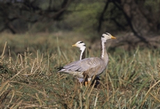 Image:Bar_headed_goose_rspb_images.jpg