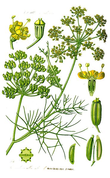 Image:Foeniculum_vulgare.jpg