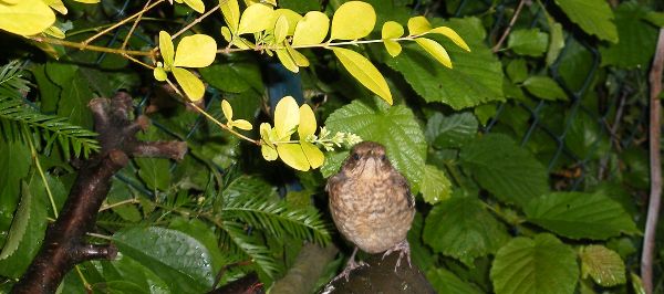 Merle noir Turdus merula imm Francis SchiltzBR.JPG