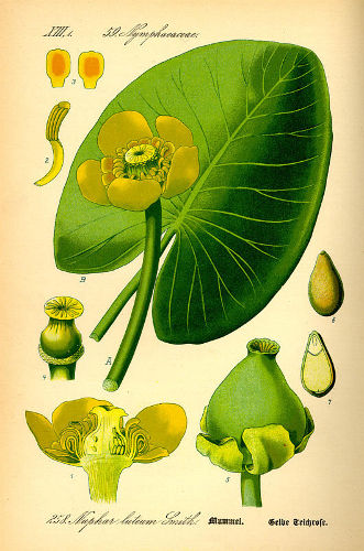 Nuphar-lutea.jpg