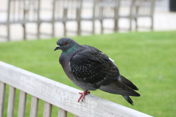 Image:Pigeon_de_ville_Nicolas_Macaire_6969_BR.JPG