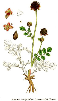 Sanguisorba minor.jpg