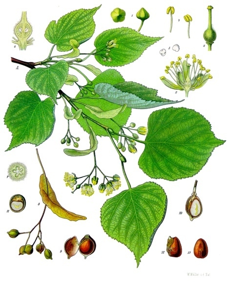 Image:Tilia_cordata.jpg