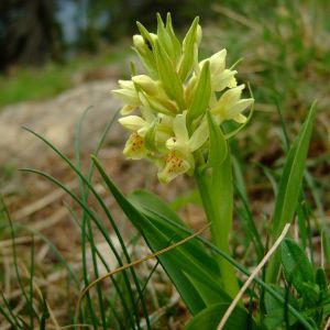 Image:Orchis_sureau_Cedric_Mroczko_BR.JPG