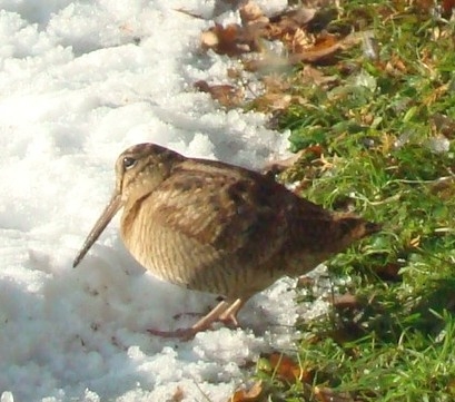 Image:Becasse_des_bois_Scolopax_rusticola_Emmanuel_Laleian.JPG