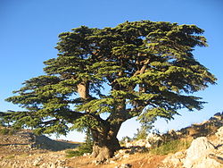 Image:Cedre_du_Liban.jpg