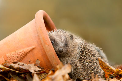 Image:HerissonEurope_rspb_images_Ben_Hall_BR.jpg