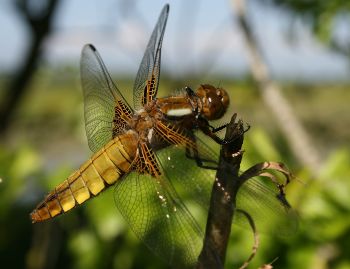 Libellula depressa femelle 3 Nicolas MacaireBR.jpg