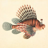 Image:Lion_fish_NHM_200pixels.jpg