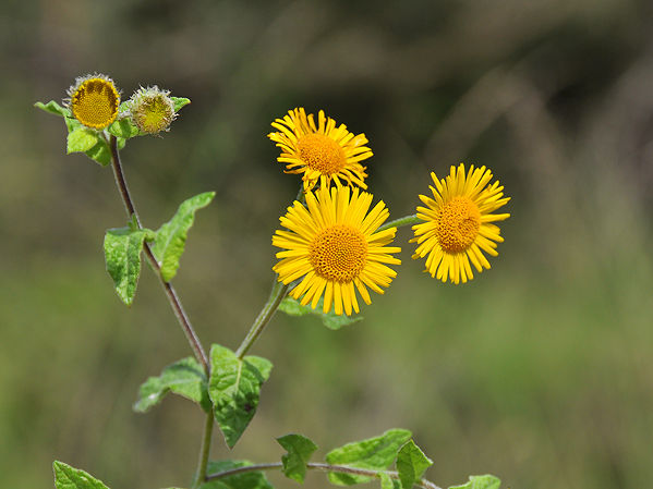 Pulicaria vulgaris.jpg