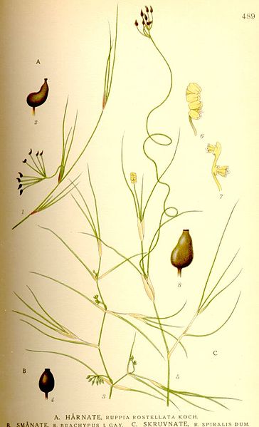 Image:Ruppia_rostellata-brachypus-spiralis.jpg