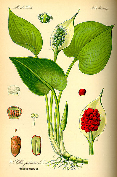 Image:Calla_palustris.jpg