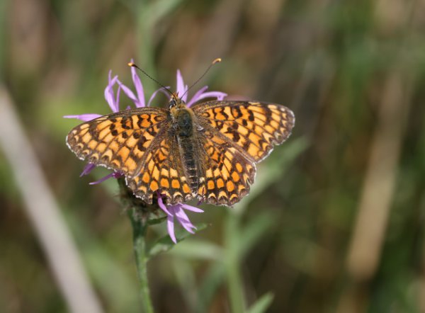 Image:Melitee_centaurees_Melitaea_phoebe_Nicolas_Macaire_6083.jpg