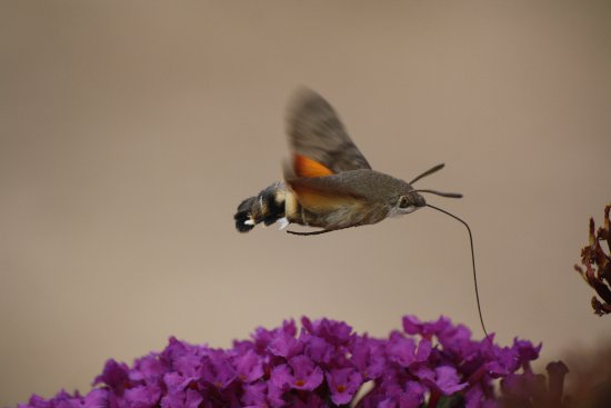 Moro sphinx Macroglossum stellaratum Olivier Podevin1423.JPG