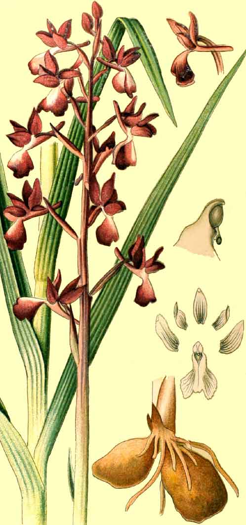 Image:Anacamptis_laxiflora.jpg