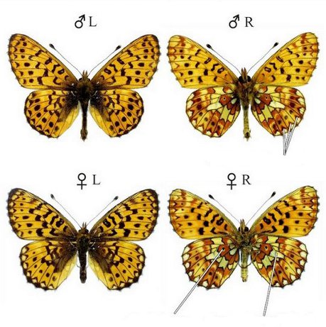 Image:Boloria_euphrosyne.jpg