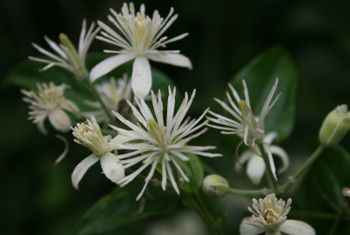 Fleur clematite Clematis vitalba 2 Nicolas MacaireBR.JPG