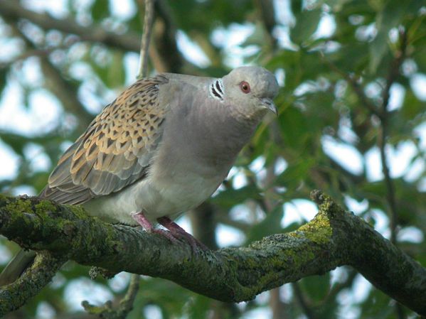 Tourterelle des bois Streptopelia turtur Philippe Jourde BR.jpg