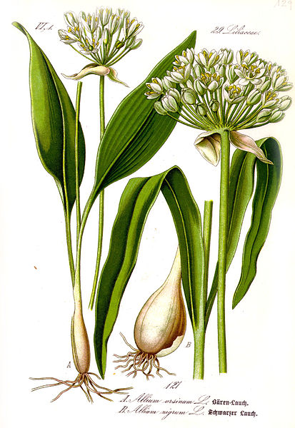 Image:Allium_ursinum.jpg