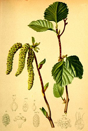 Alnus viridis Atlas Alpenflora.jpg