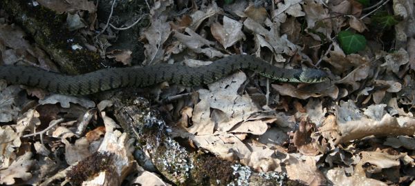 Couleuvre a collier Natrix natrix 2 Nicolas MacaireBR.jpg