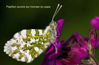 Image:Papillon_aurore.jpg