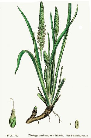 Plantago maritima.jpg