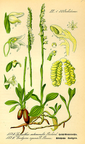 Image:Spiranthes_spiralis.jpg