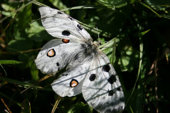 Image:Apollon_Parnassius_apollon_Ilgaz_Turquie_Nicolas_Macaire2757.jpg